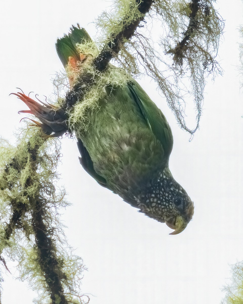 Speckle-faced Parrot - David Monroy Rengifo