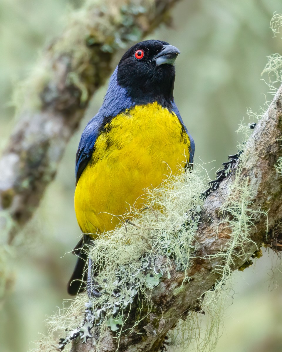 Hooded Mountain Tanager - ML618138410