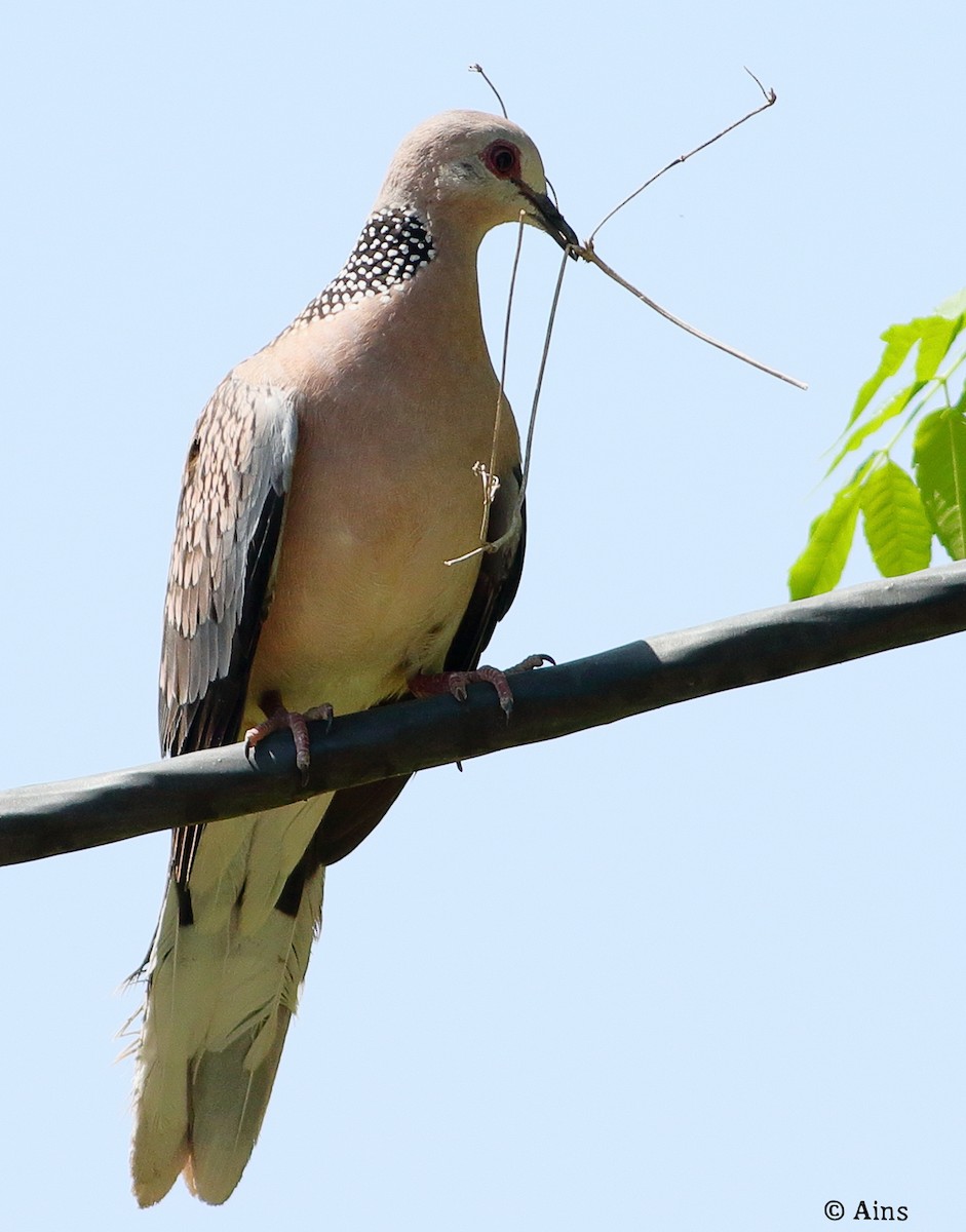 Spotted Dove - Ains Priestman