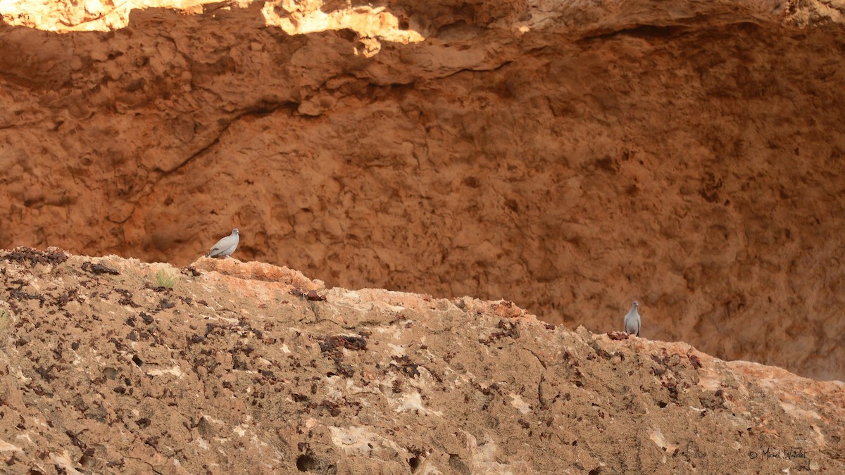 Pigeon de Somalie - ML618138486
