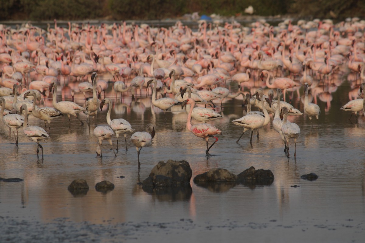 Lesser Flamingo - Ankita Walke