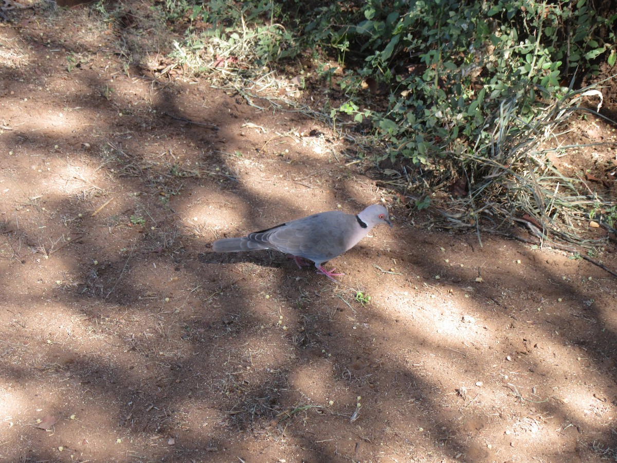 Mourning Collared-Dove - ML618138525