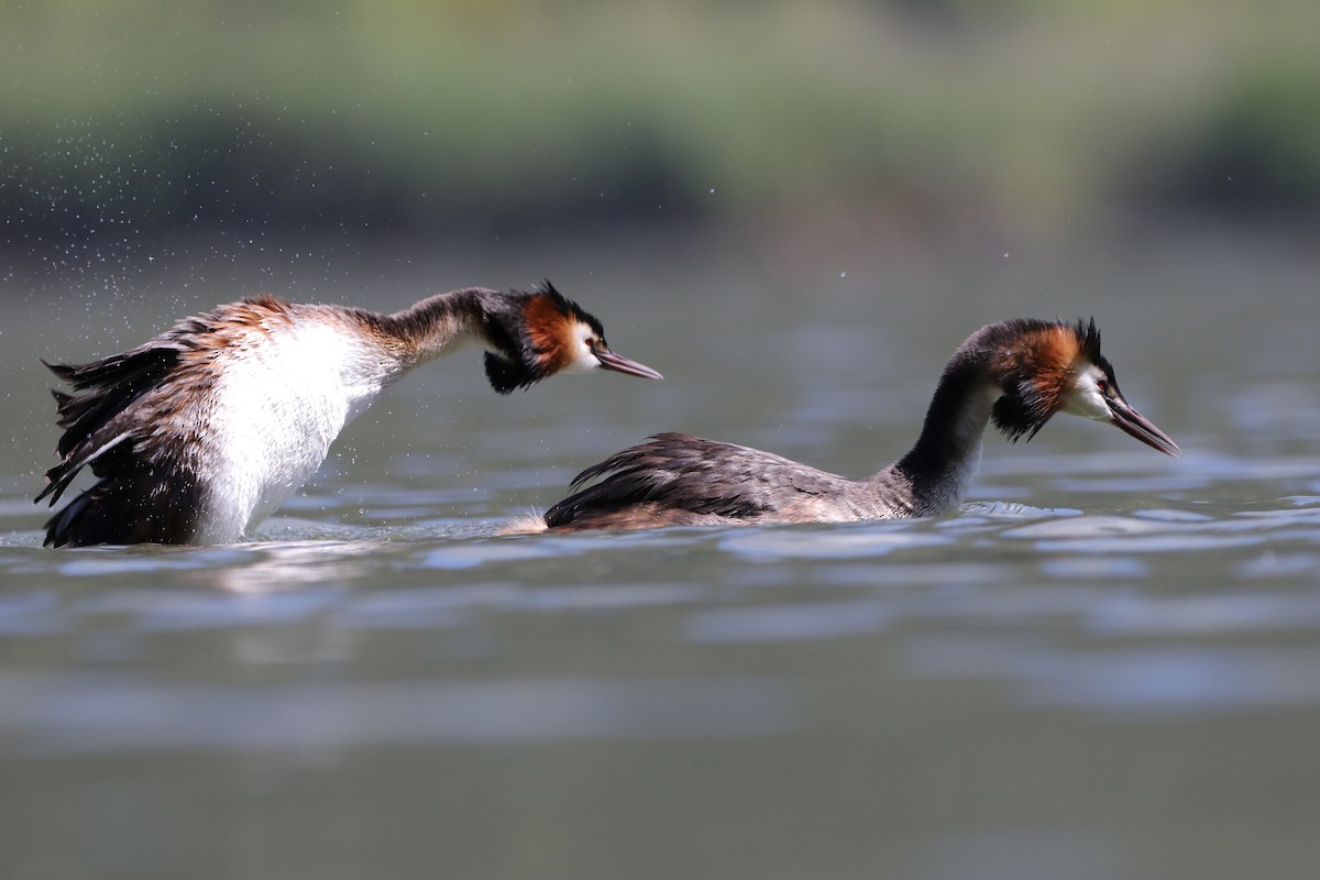 Great Crested Grebe - Dimitris Siolos