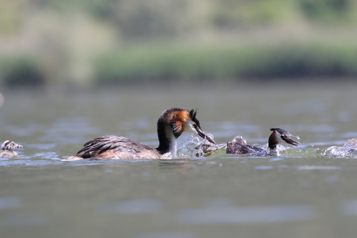 Great Crested Grebe - Dimitris Siolos