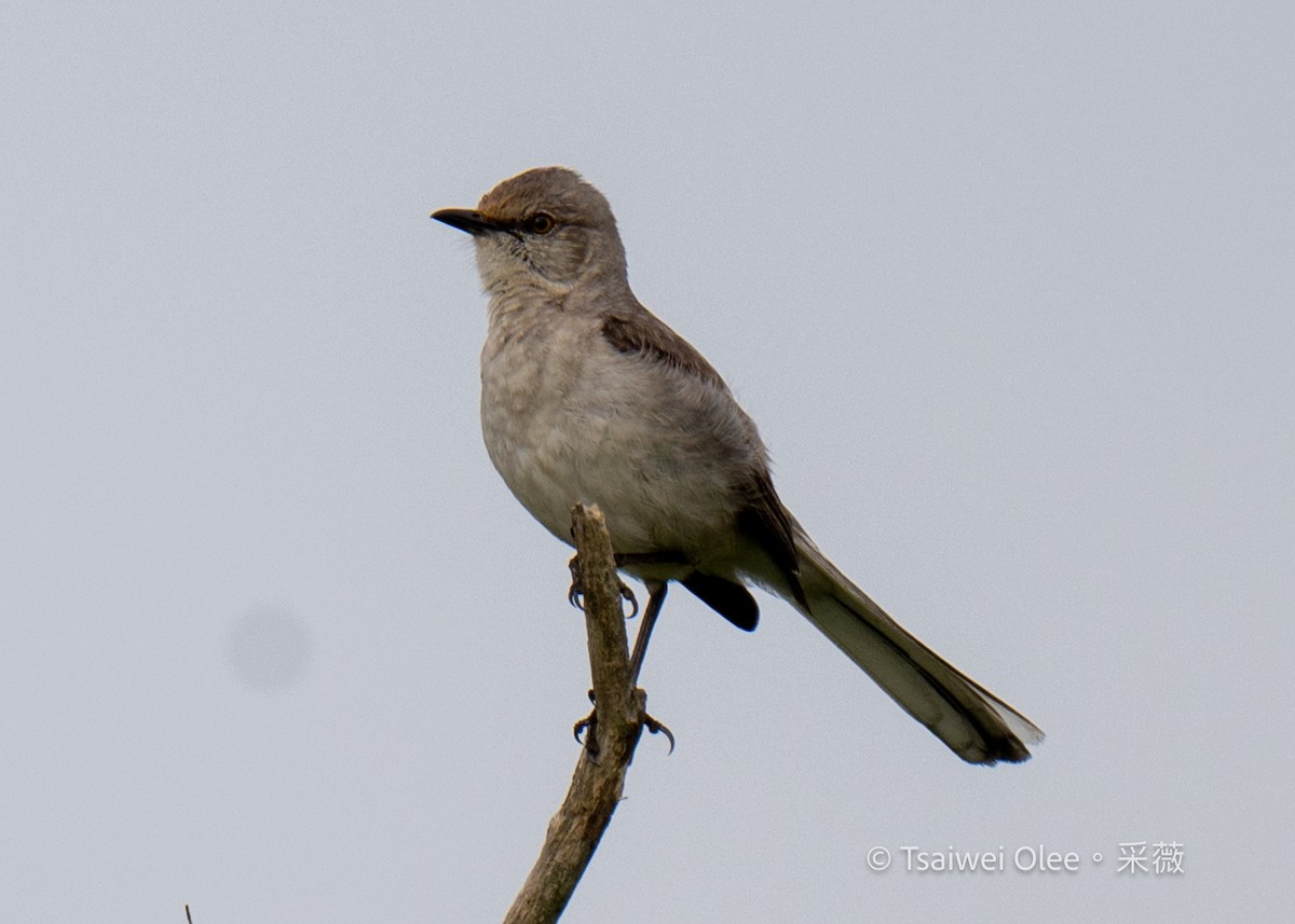Northern Mockingbird - Tsaiwei Olee