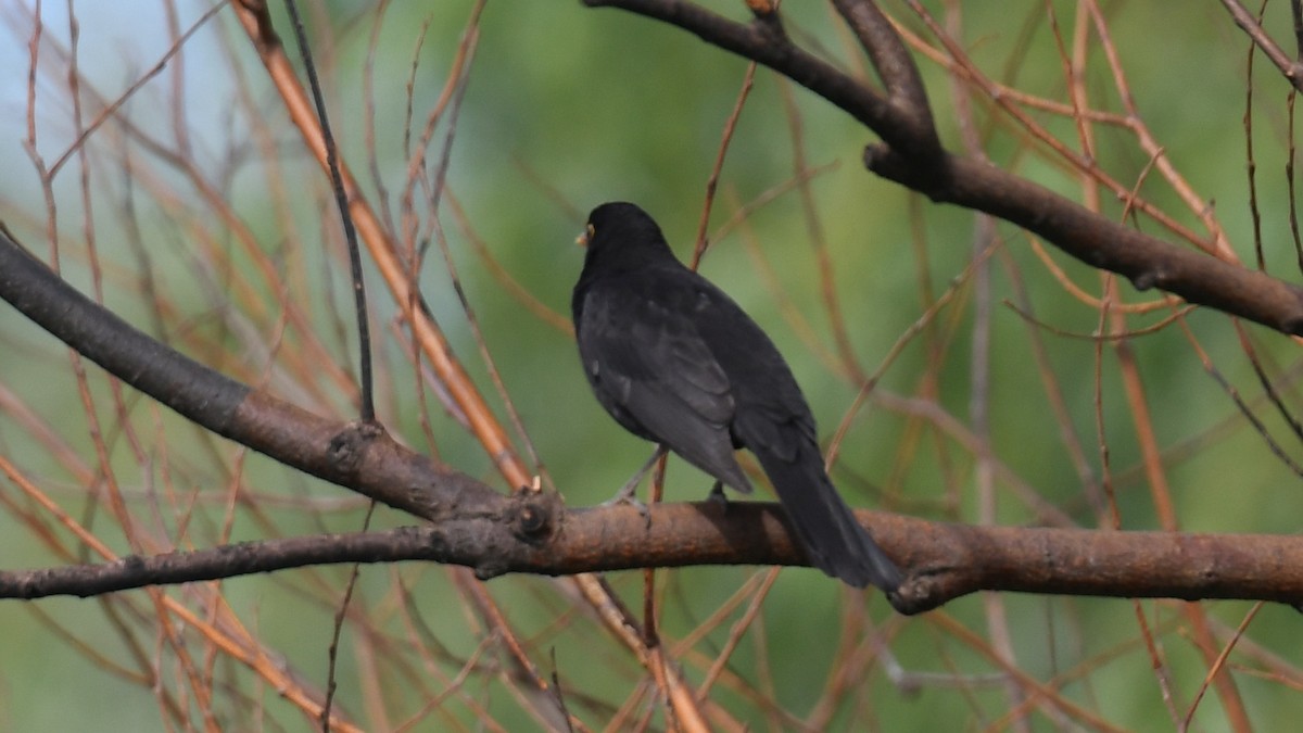 Eurasian Blackbird - Vlad Sladariu