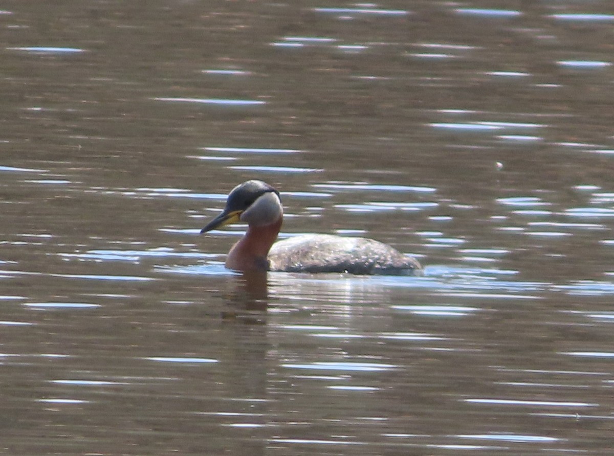 Red-necked Grebe - ML618138551