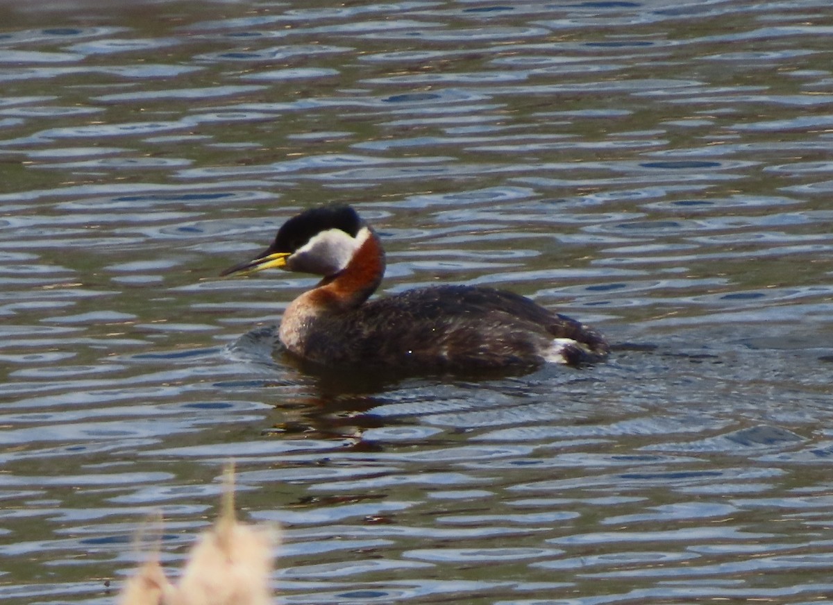 Red-necked Grebe - ML618138555