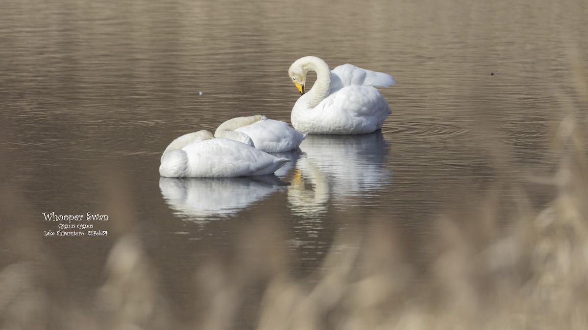 Whooper Swan - Kenneth Cheong