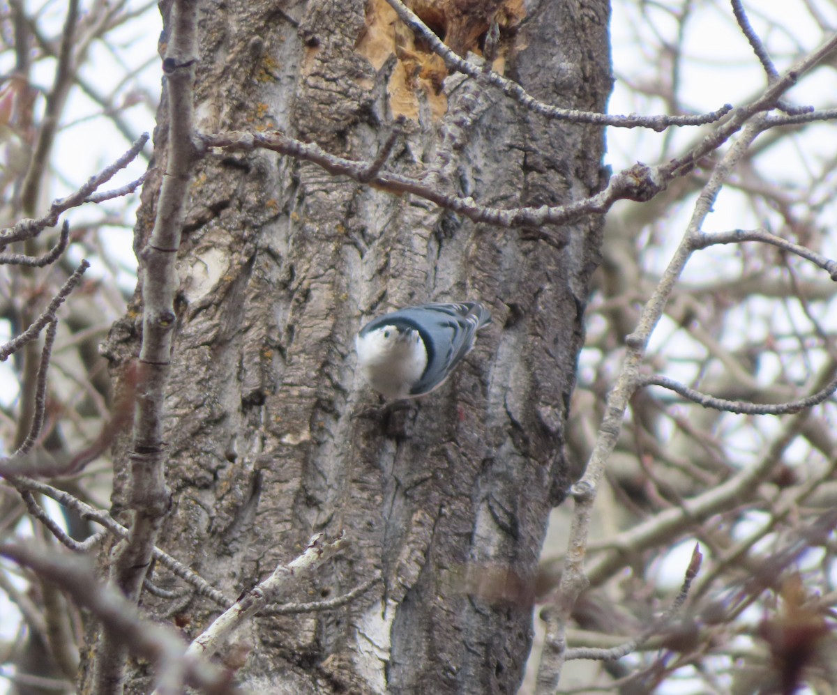 White-breasted Nuthatch - Violet Kosack