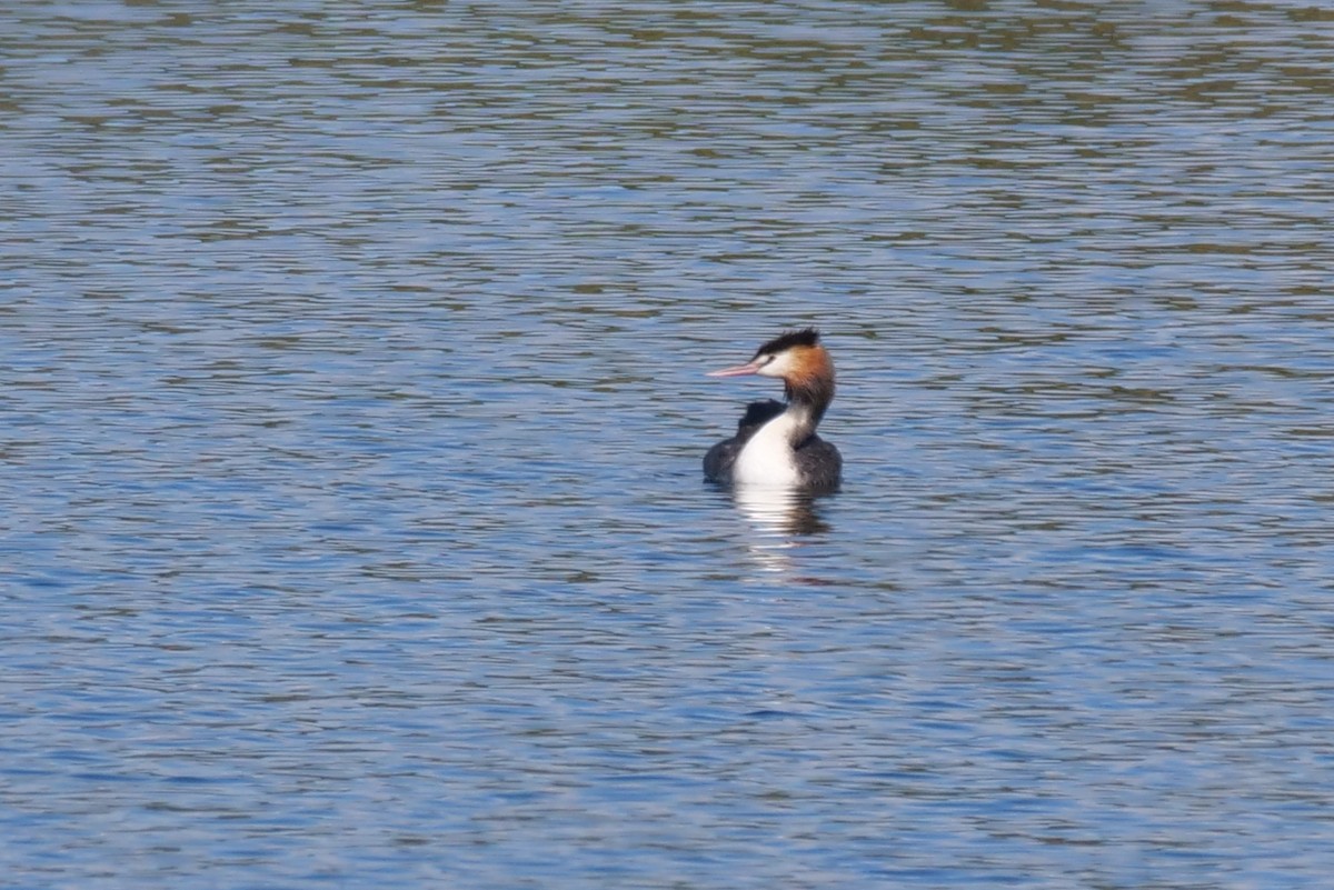 Great Crested Grebe - ML618138592