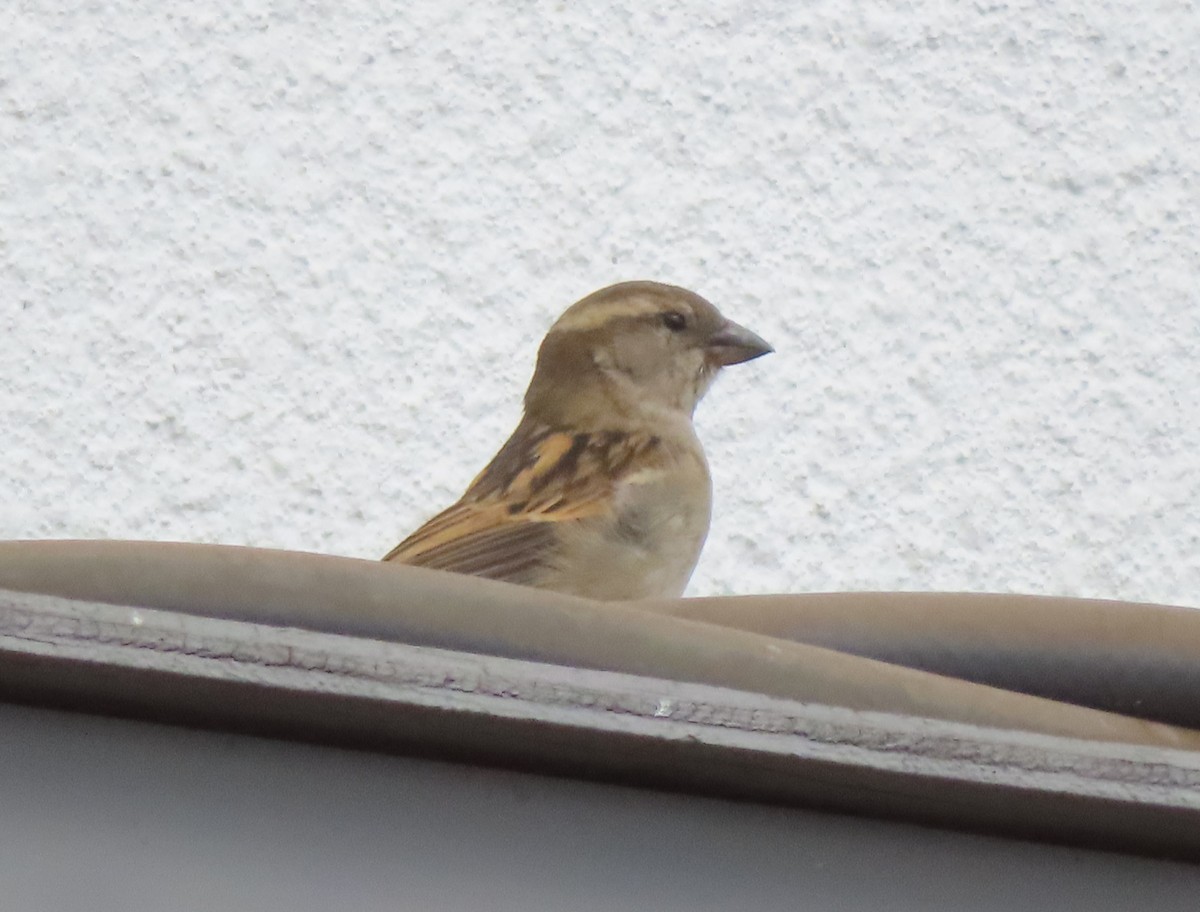 House Sparrow - ML618138593