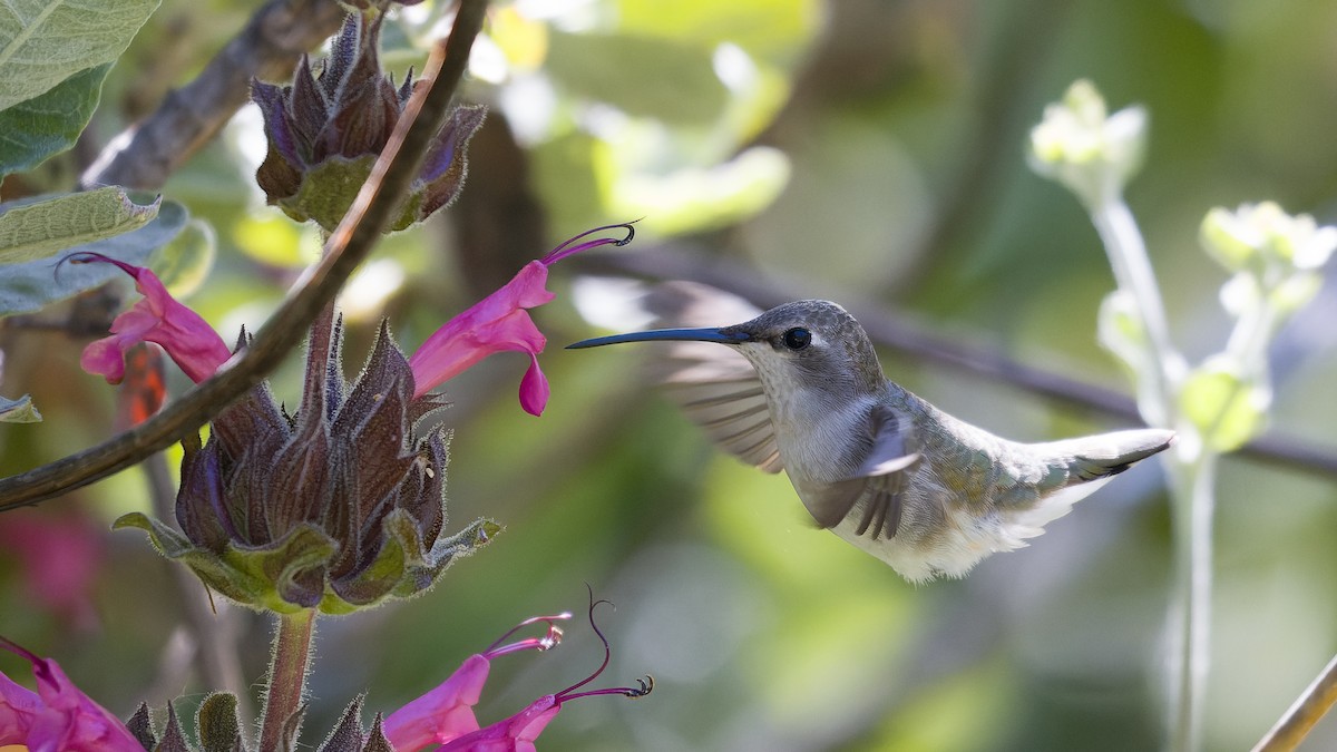 Black-chinned Hummingbird - ML618138600