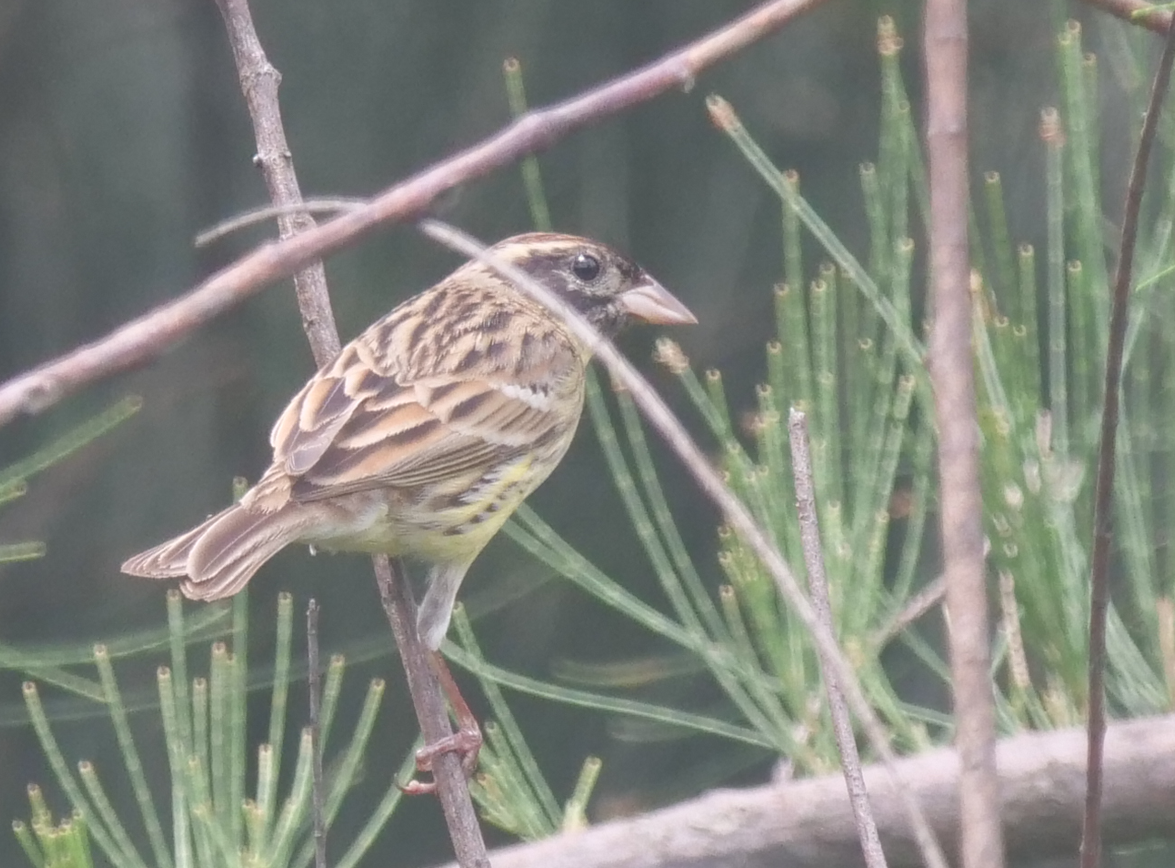 Yellow-breasted Bunting - ML618138619
