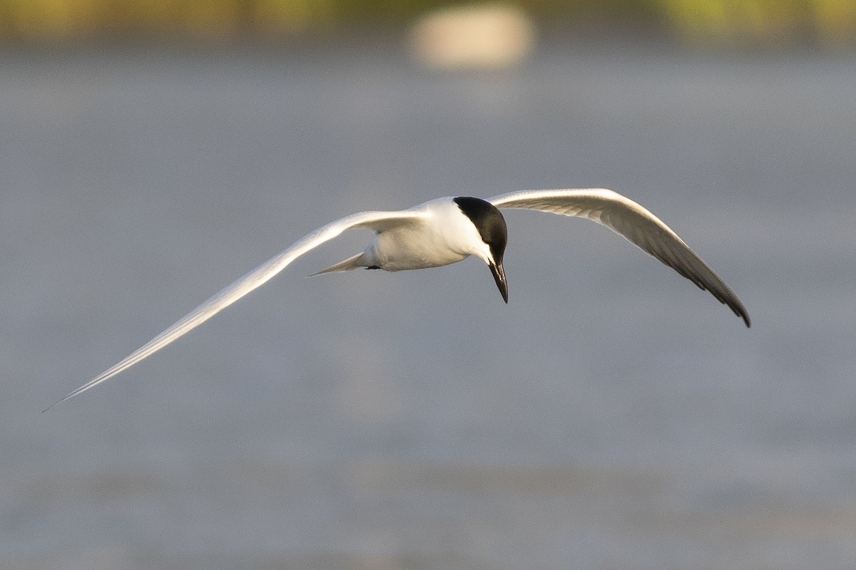 Gull-billed Tern - Martin Wall