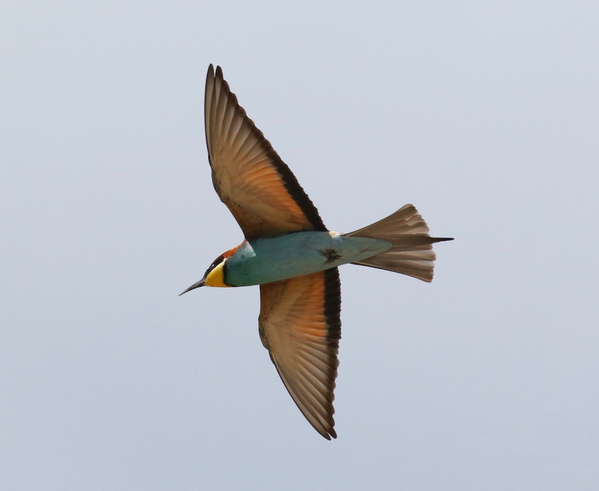 European Bee-eater - Frank Mantlik