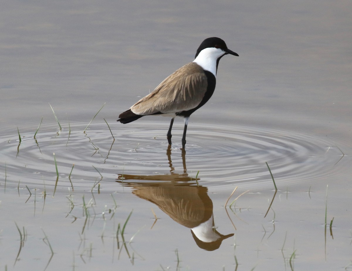 Spur-winged Lapwing - ML618138677