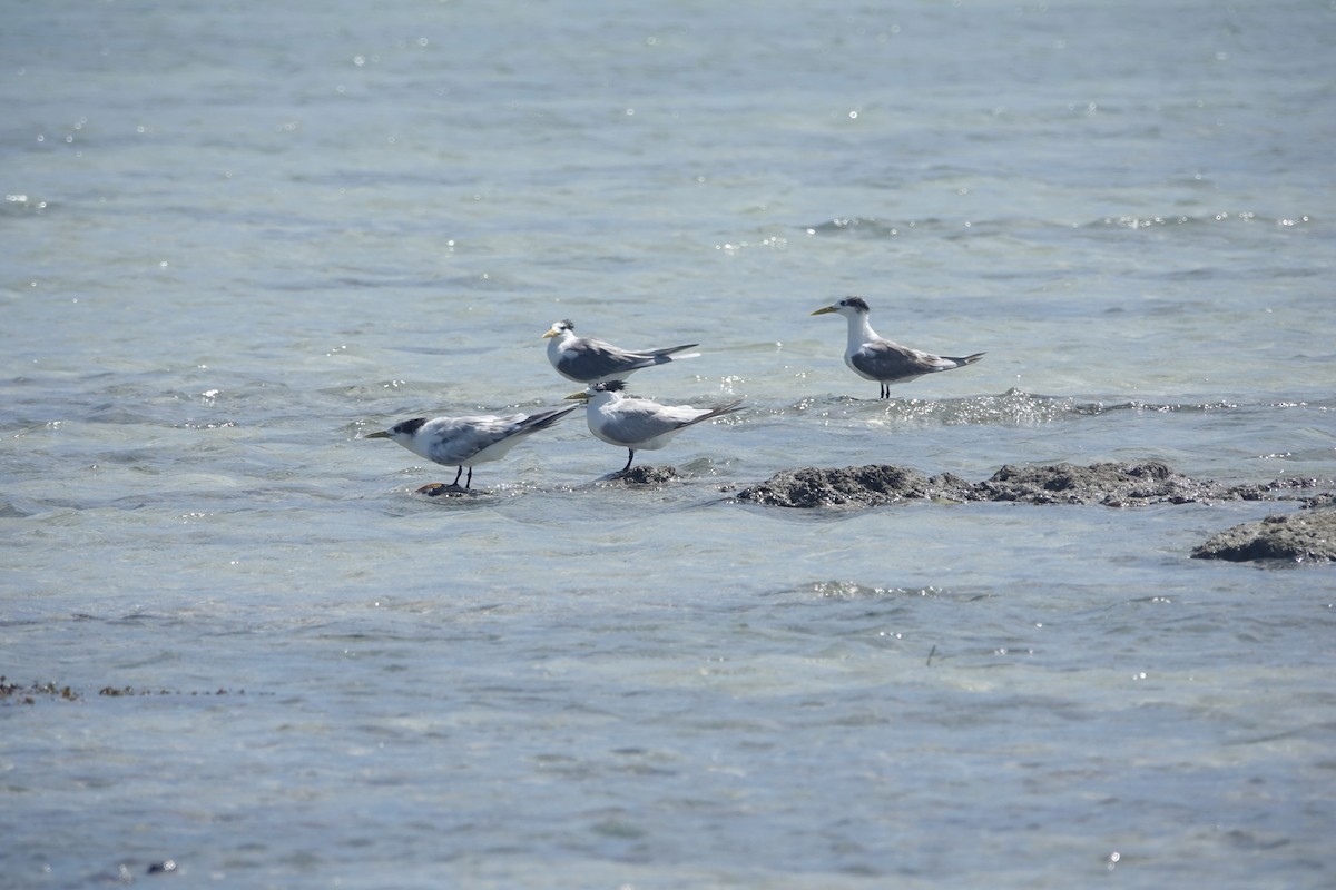 Great Crested Tern - ML618138679
