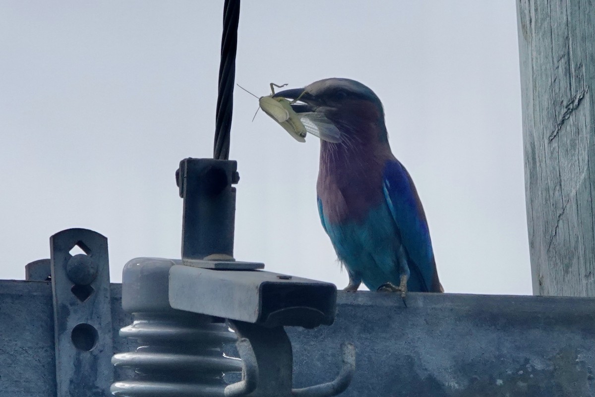 Lilac-breasted Roller - ML618138680