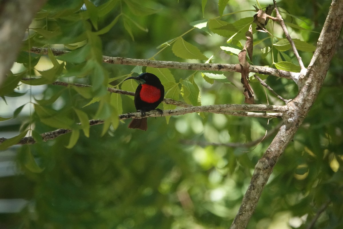 Scarlet-chested Sunbird - ML618138687