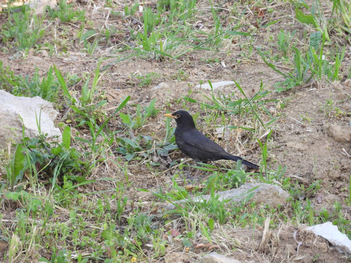 Eurasian Blackbird - ML618138703