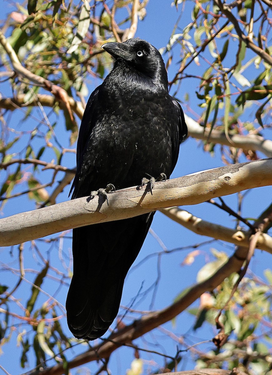 Corbeau de Tasmanie - ML618138720
