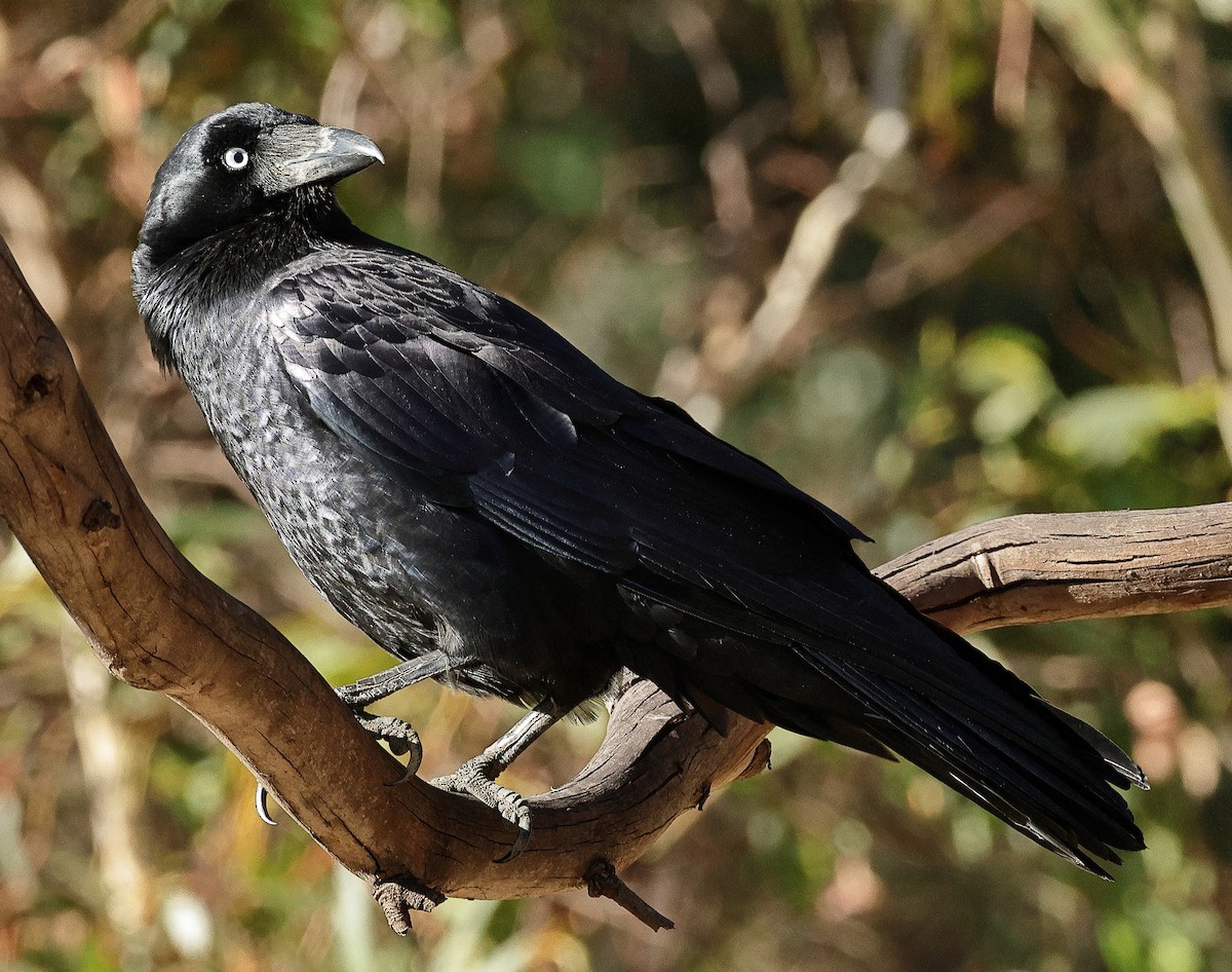 Corbeau de Tasmanie - ML618138721