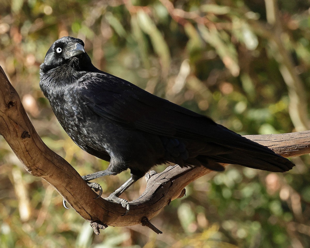 Cuervo de Tasmania - ML618138723