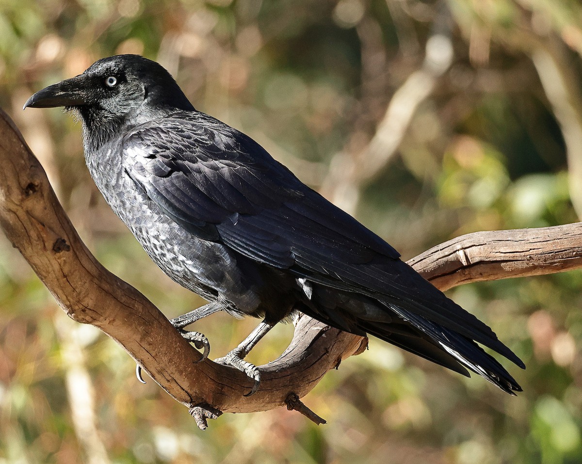 Corbeau de Tasmanie - ML618138724