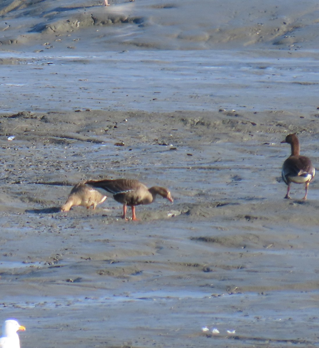 Greater White-fronted Goose (Tule) - ML618138734