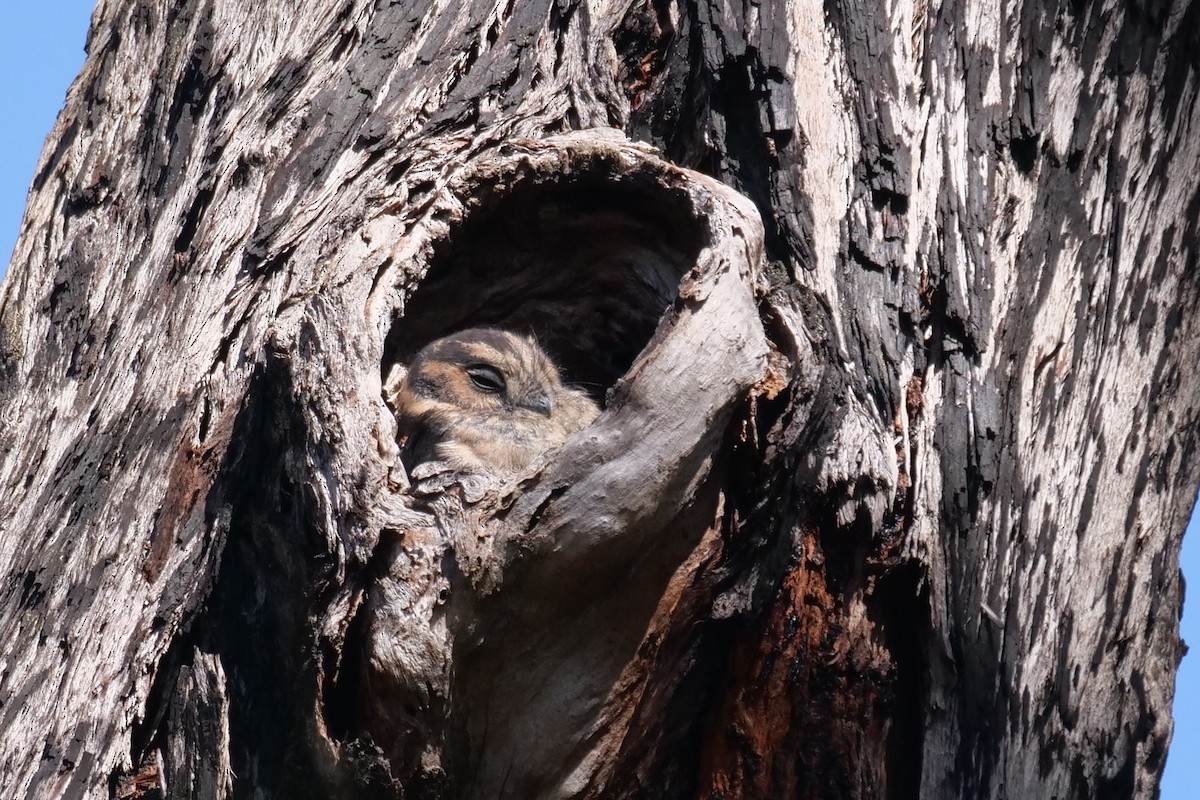 Australian Owlet-nightjar - Jenny Stiles