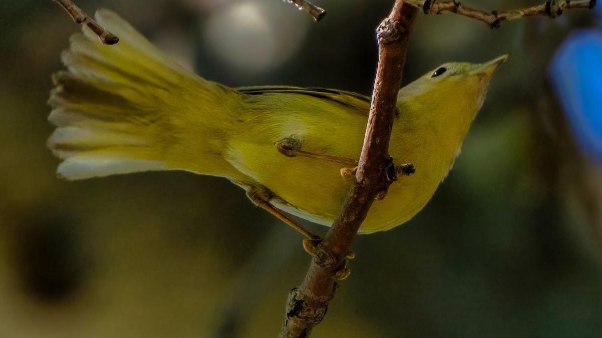 Yellow Warbler (Northern) - chef Ito