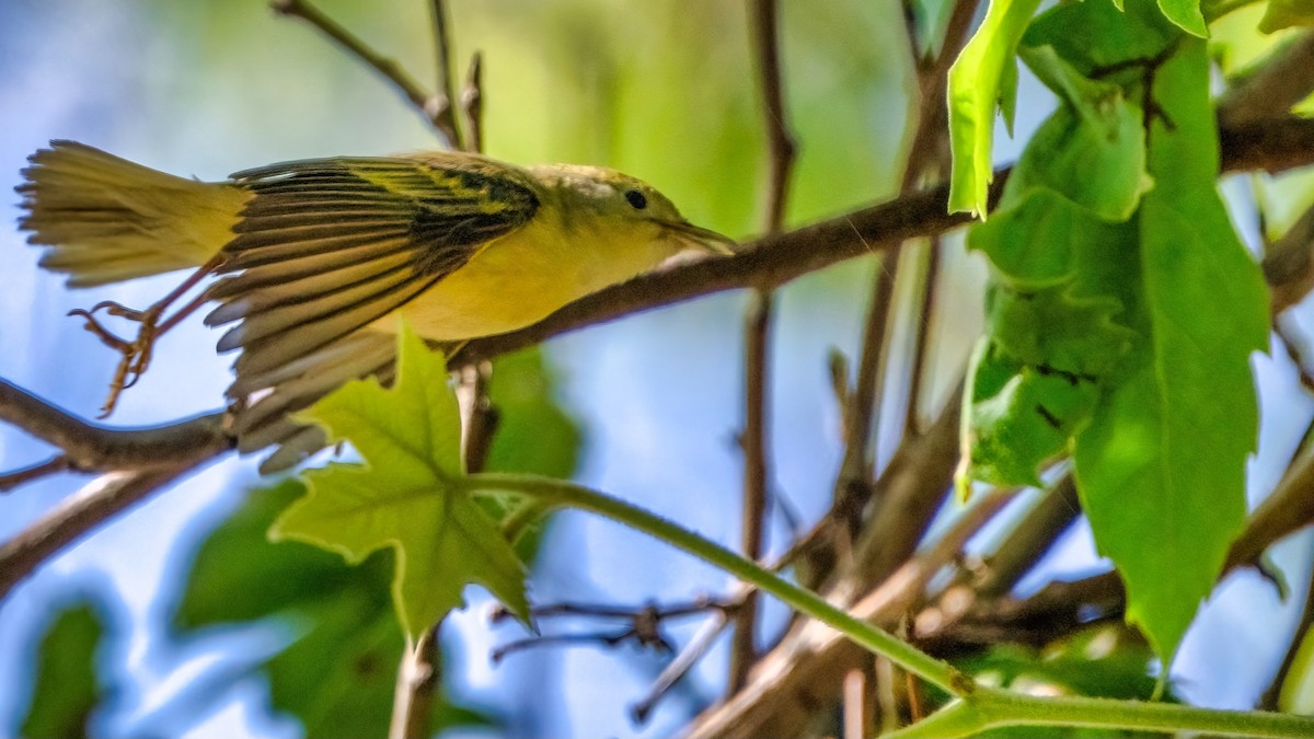 Yellow Warbler (Northern) - chef Ito