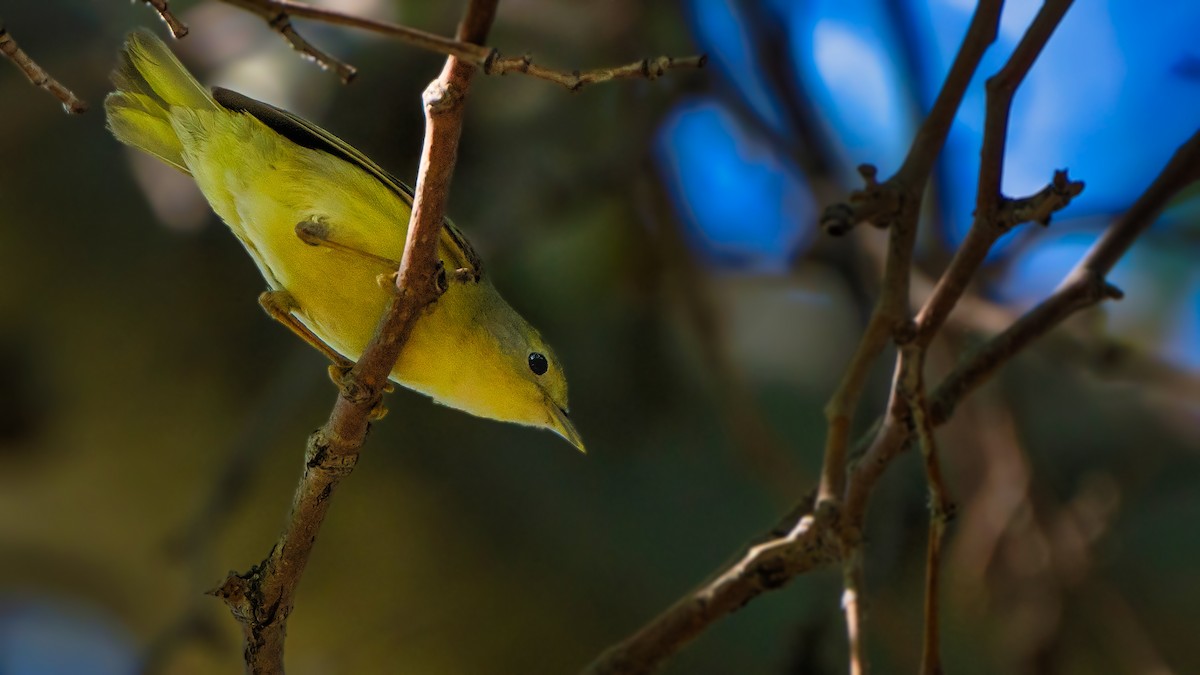 Yellow Warbler (Northern) - ML618138739