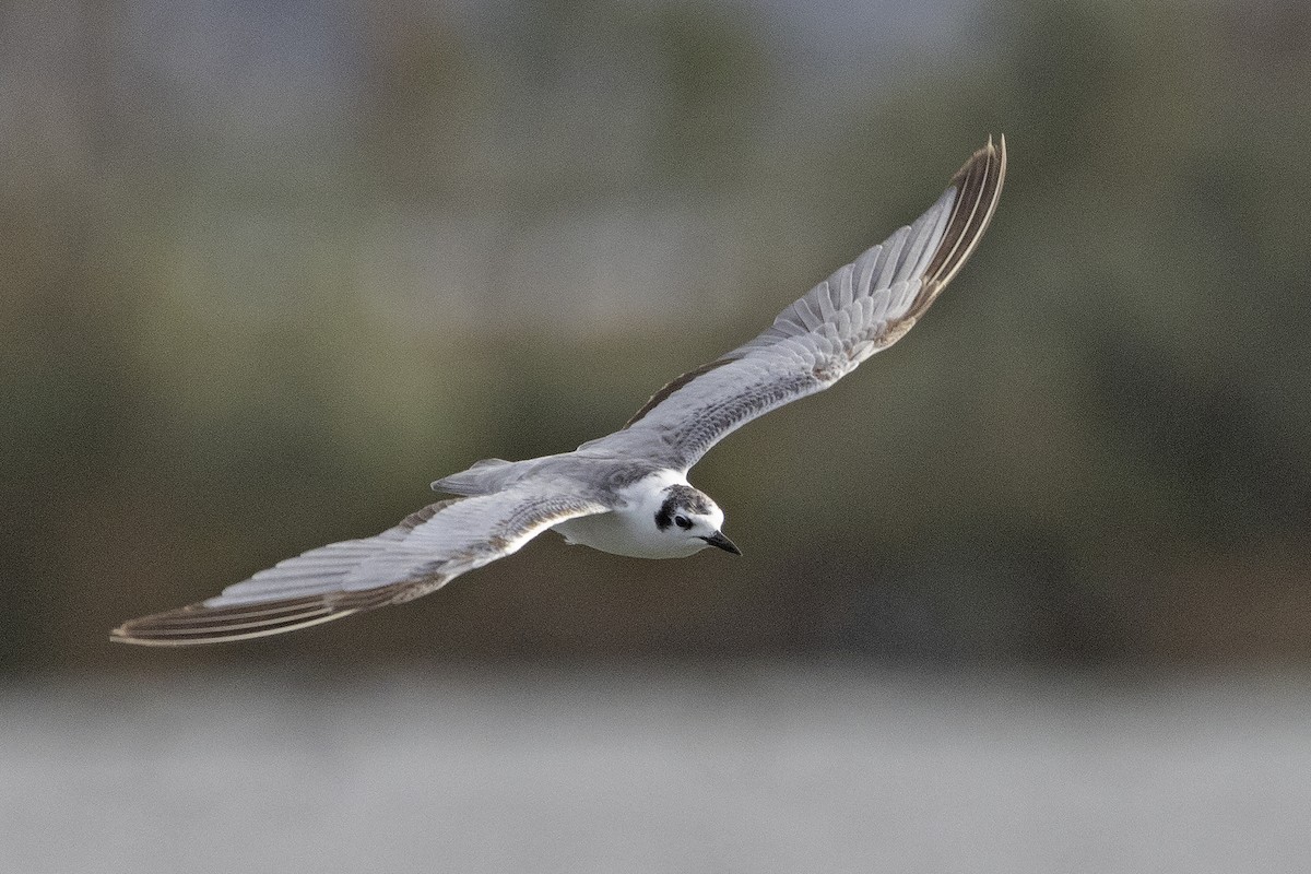 White-winged Tern - Mal Holliday