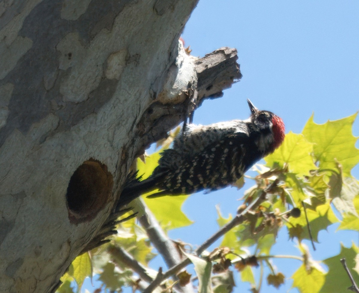 Nuttall's Woodpecker - ML618138745