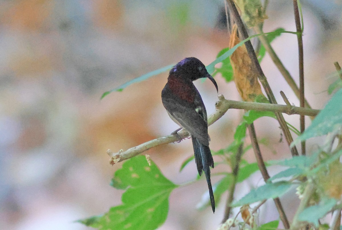 Black-throated Sunbird - ML618138794