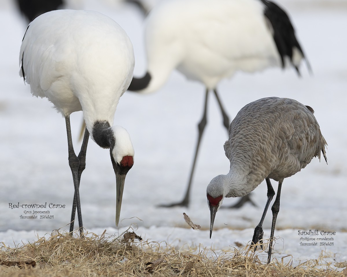Red-crowned Crane - ML618138808