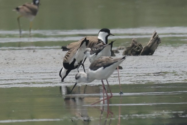 Spur-winged Lapwing - ML618138809