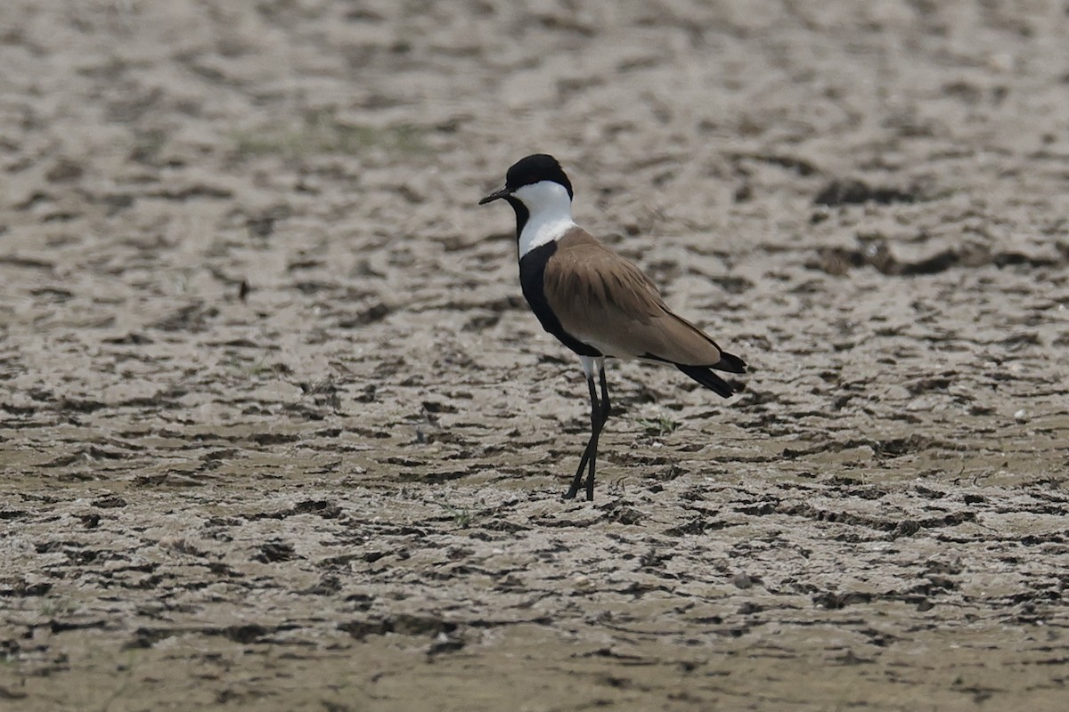 Spur-winged Lapwing - ML618138810
