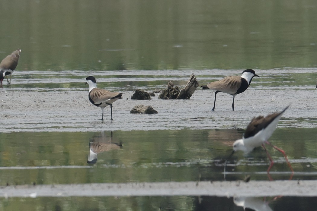 Spur-winged Lapwing - ML618138811