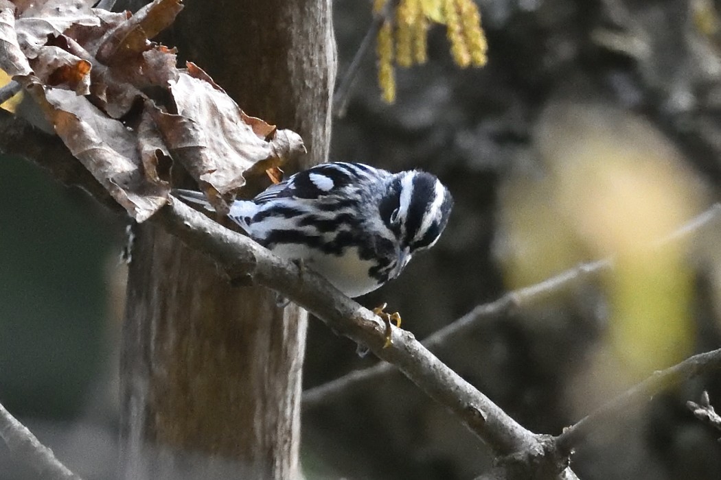 Black-and-white Warbler - ML618138815