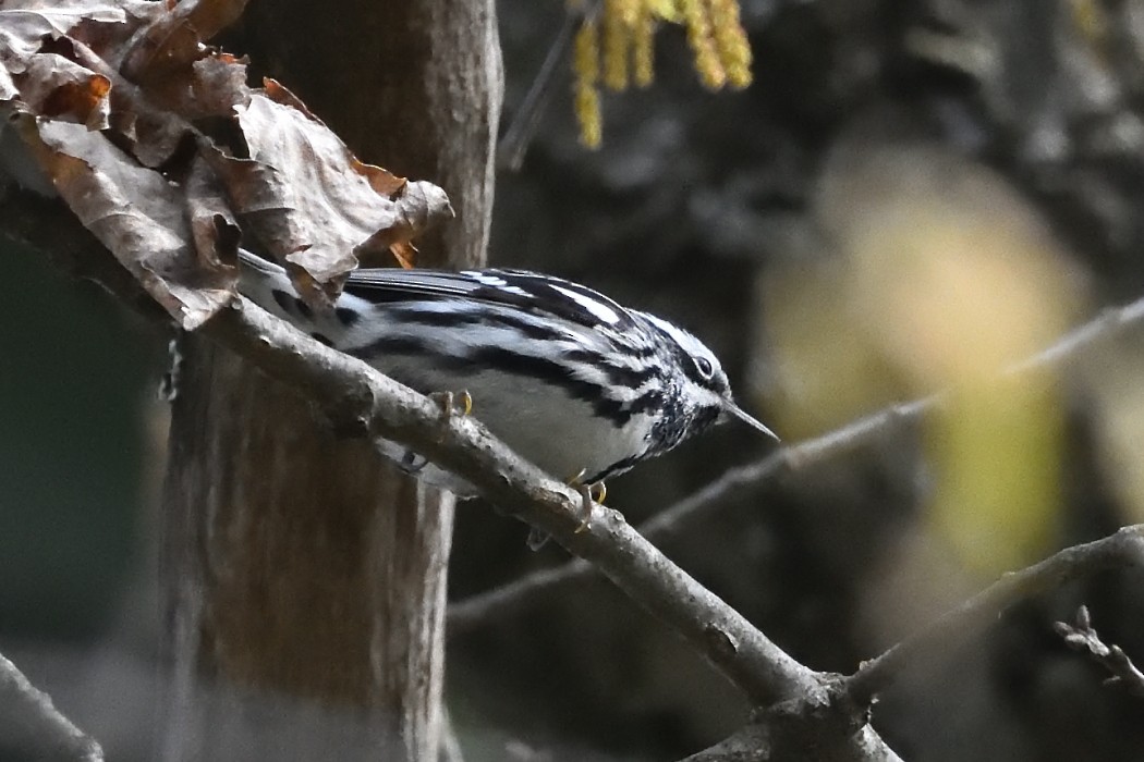 Black-and-white Warbler - ML618138816