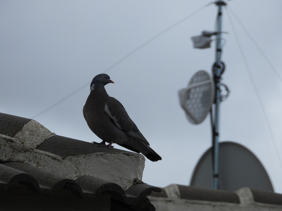 Common Wood-Pigeon - ML618138826