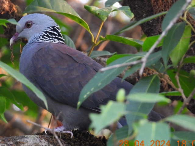 Nilgiri Wood-Pigeon - ML618138831