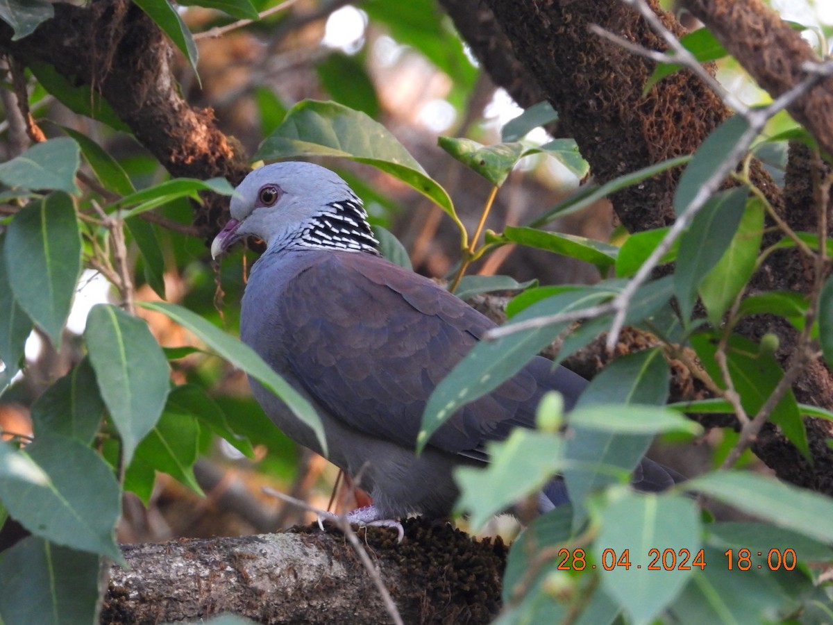 Nilgiri Wood-Pigeon - ML618138841