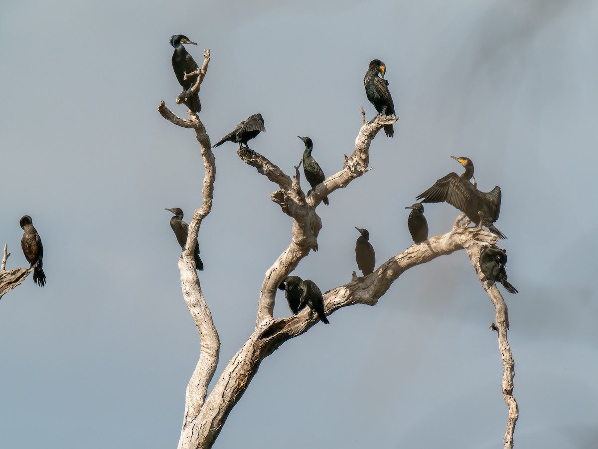 Great Cormorant - Ed Rice