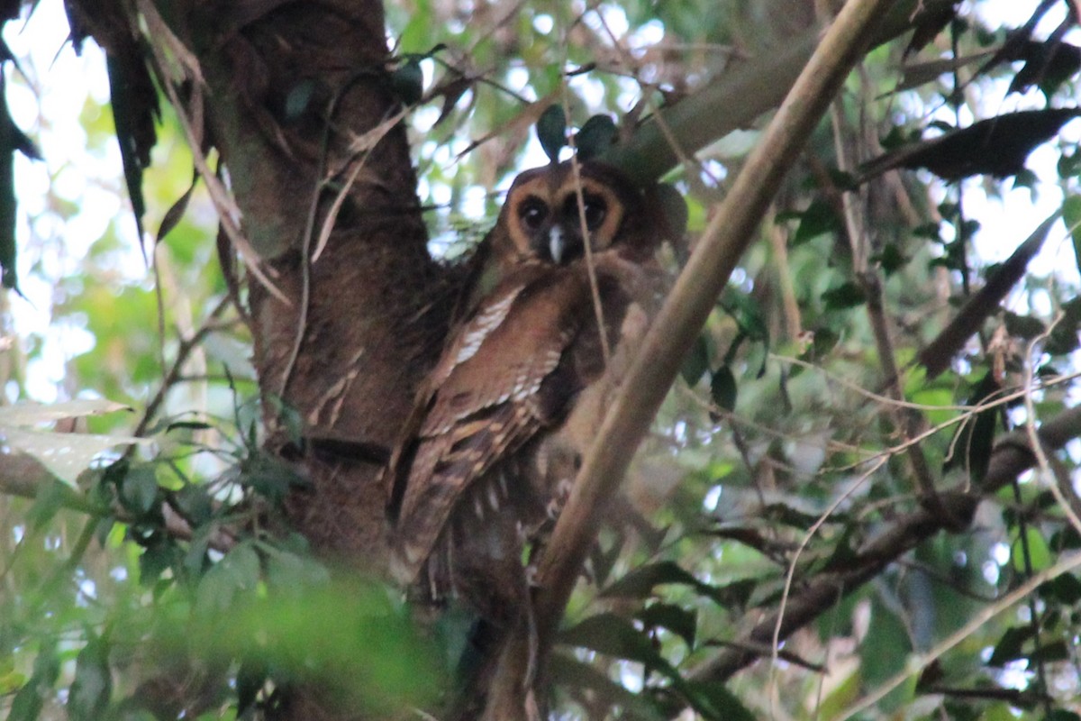 Brown Wood-Owl - ML618138940