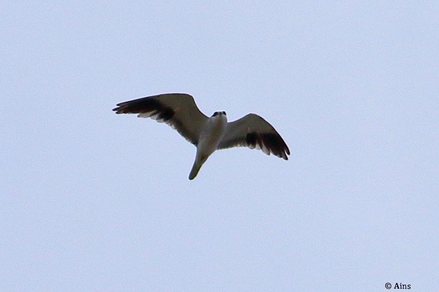 Black-winged Kite - ML618138969
