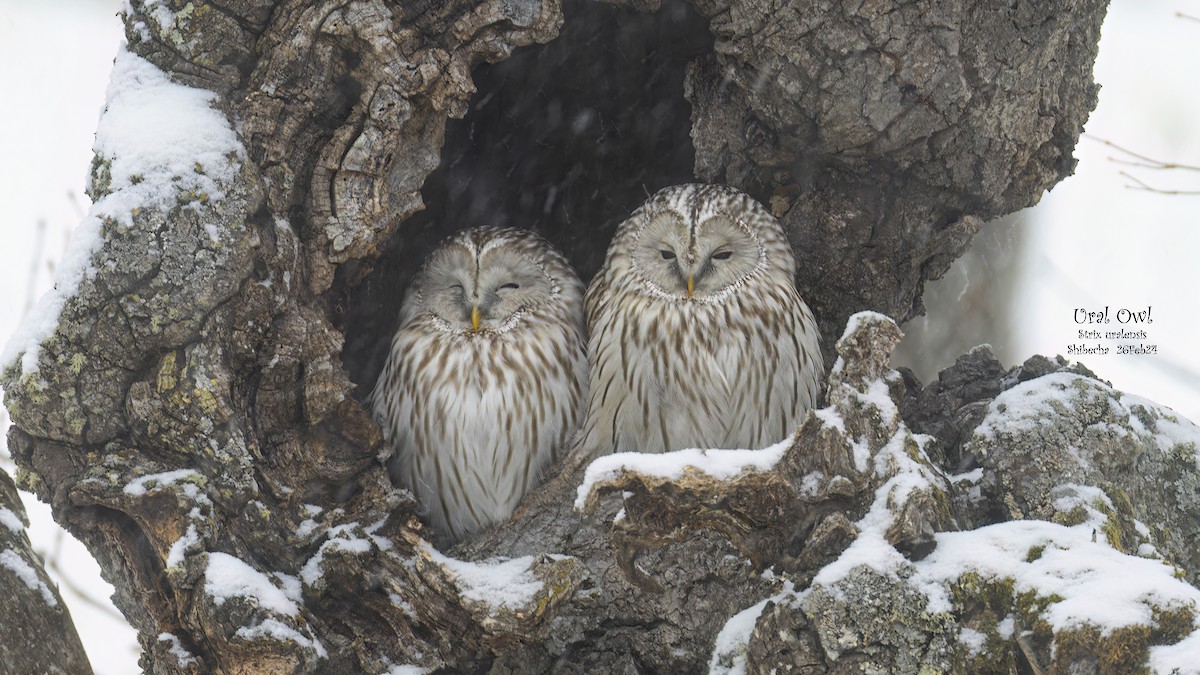 Ural Owl - Kenneth Cheong